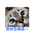 保護猫マロン好日スタンプ1（個別スタンプ：1）