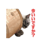 保護猫マロン好日スタンプ1（個別スタンプ：2）