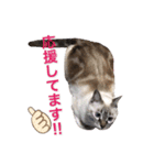 保護猫マロン好日スタンプ1（個別スタンプ：3）