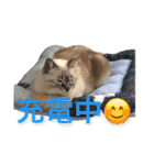 保護猫マロン好日スタンプ1（個別スタンプ：6）