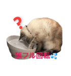 保護猫マロン好日スタンプ1（個別スタンプ：7）