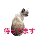 保護猫マロン好日スタンプ1（個別スタンプ：8）
