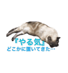 保護猫マロン好日スタンプ1（個別スタンプ：9）