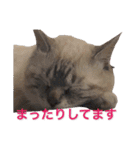 保護猫マロン好日スタンプ1（個別スタンプ：14）