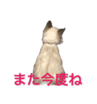 保護猫マロン好日スタンプ1（個別スタンプ：18）