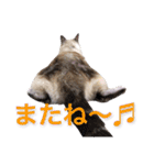 保護猫マロン好日スタンプ1（個別スタンプ：19）