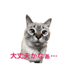 保護猫マロン好日スタンプ1（個別スタンプ：20）