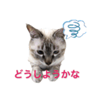 保護猫マロン好日スタンプ1（個別スタンプ：23）