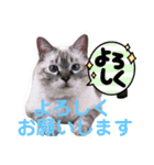 保護猫マロン好日スタンプ1（個別スタンプ：24）