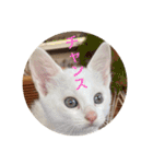 cat0032 vol. 4 hak（個別スタンプ：3）