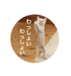 cat0032 vol. 4 hak（個別スタンプ：5）