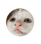 cat0032 vol. 4 hak（個別スタンプ：11）