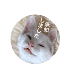 cat0032 vol. 4 hak（個別スタンプ：19）