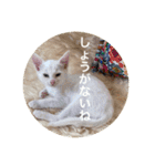 cat0032 vol. 4 hak（個別スタンプ：25）