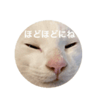 cat0032 vol. 4 hak（個別スタンプ：29）
