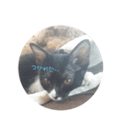 我が家自慢のanimals（個別スタンプ：5）