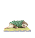 ハリネズミのとの。（個別スタンプ：3）