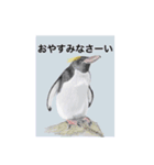 神在月のペンギンスタンプ2（個別スタンプ：1）