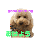 プーちゃんスタンプ(日本語＆英語スタンプ)（個別スタンプ：5）