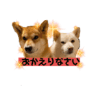 柴犬ひろしとみつこ shibasuteスタンプ（個別スタンプ：1）