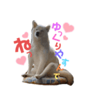 柴犬ひろしとみつこ shibasuteスタンプ（個別スタンプ：3）