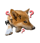 柴犬ひろしとみつこ shibasuteスタンプ（個別スタンプ：7）