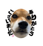 柴犬ひろしとみつこ shibasuteスタンプ（個別スタンプ：11）