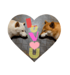 柴犬ひろしとみつこ shibasuteスタンプ（個別スタンプ：12）