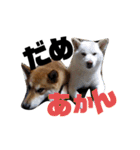 HIROSHIとMITUKO（個別スタンプ：2）