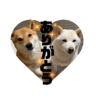 HIROSHIとMITUKO（個別スタンプ：10）
