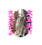 HIROSHIとMITUKO（個別スタンプ：18）