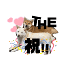 HIROSHIとMITUKO（個別スタンプ：19）