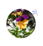 nanda flower フラワー（個別スタンプ：1）