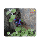 nanda flower フラワー（個別スタンプ：2）