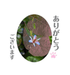 nanda flower フラワー（個別スタンプ：15）