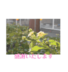 nanda flower フラワー（個別スタンプ：17）