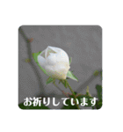 nanda flower フラワー（個別スタンプ：23）