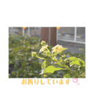 nanda flower フラワー（個別スタンプ：24）