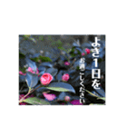nanda flower フラワー（個別スタンプ：36）