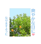 nanda flower フラワー（個別スタンプ：39）