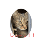くぅネコ3（個別スタンプ：1）