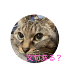くぅネコ3（個別スタンプ：2）