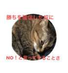 くぅネコ3（個別スタンプ：3）