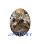 くぅネコ3（個別スタンプ：6）