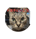くぅネコ3（個別スタンプ：8）
