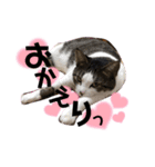 内田きょうこ（個別スタンプ：13）