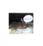 藍桜生活！冬編（個別スタンプ：12）