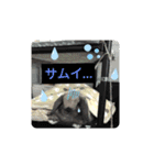藍桜生活！冬編（個別スタンプ：13）