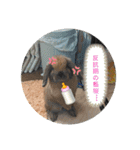 藍桜生活！冬編（個別スタンプ：15）