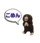 写真家もぐらさん（個別スタンプ：2）